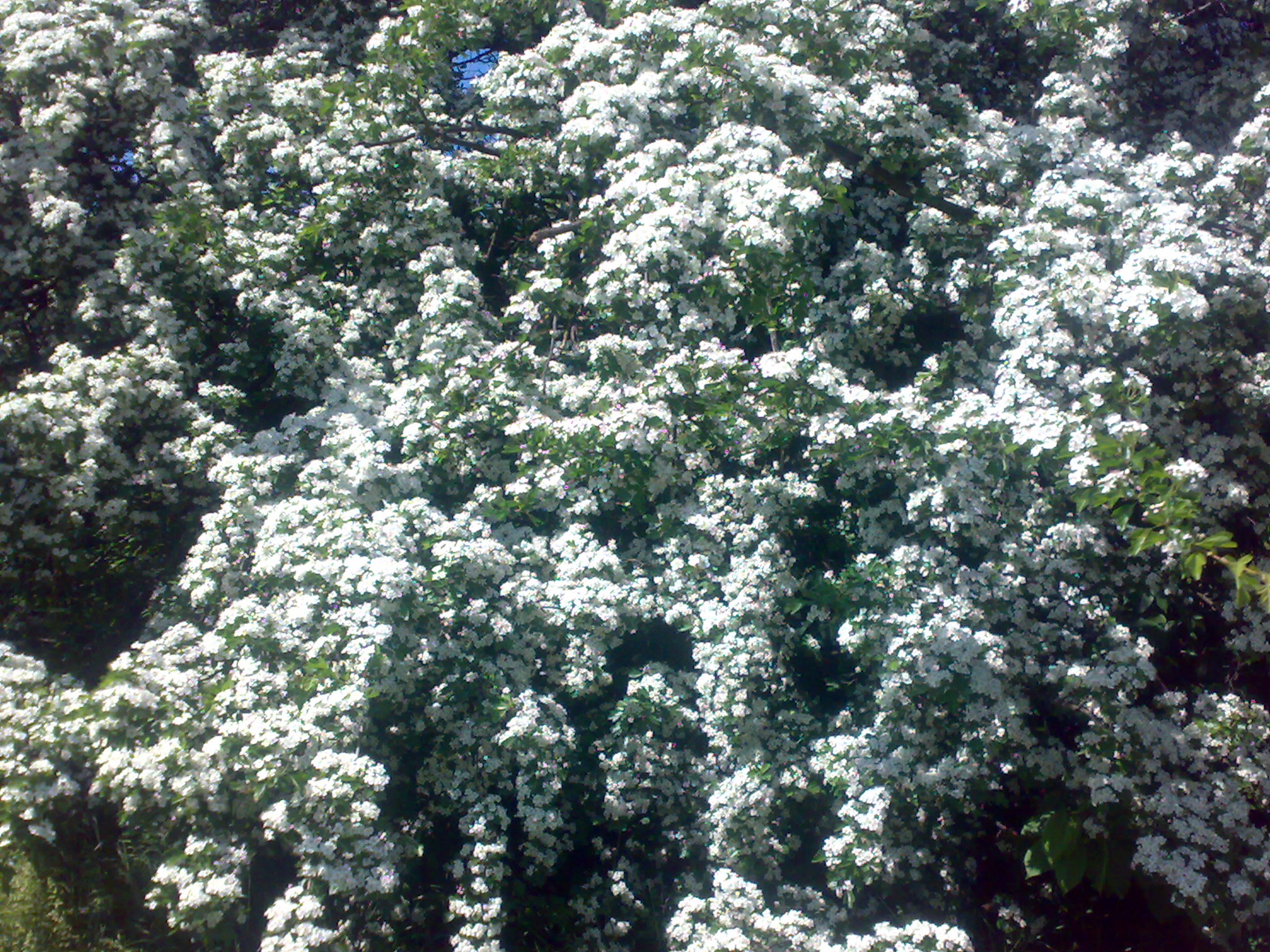 11052008020.jpg